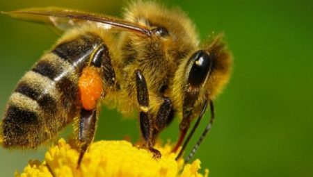 Arı Besleme Yöntemleri